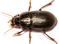 Harpalus froelichii